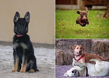 Beastly Thoughts Professional Dog Services