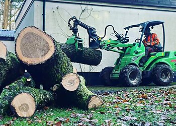 Beaver Tree Surgeons