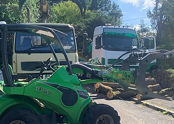 Beaver Tree Surgeons