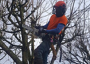 Beddow Tree Specialists