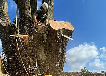 Beechwood Tree Care Ltd.