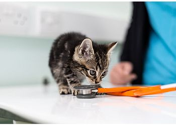 Bell Brown & Bentley Veterinary Surgeons