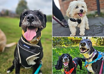 Bella's Boutique Pet Services