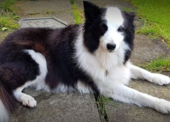 3 Best Pet Grooming in Newcastle Upon Tyne, UK - Expert Recommendations 3 Best Pet Grooming in Newcastle Upon Tyne, UK - Expert Recommendations