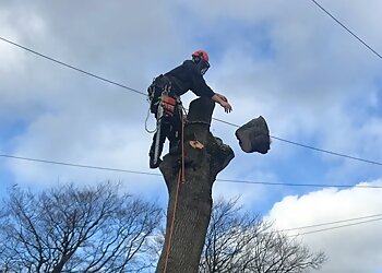 Ben Lewis Tree Services