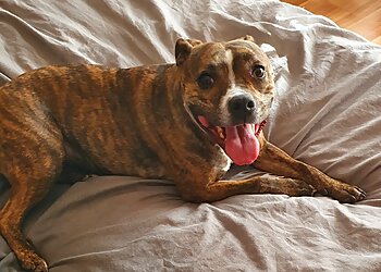 Beseeka Kennels & Cattery