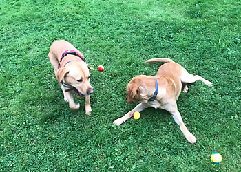 Best Buddy Dog Walking/Boarding