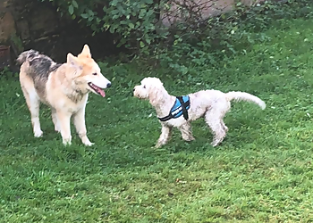 Best Buddy Dog Walking/Boarding