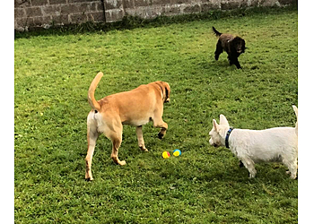 Best Buddy Dog Walking/Boarding