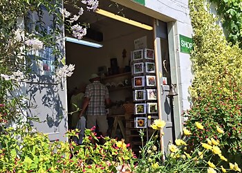 Beth Chatto's Plants & Gardens