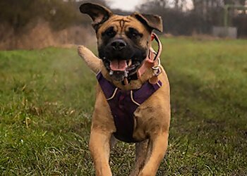 Better Nature Dog Training