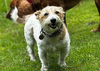 Big Bear Dog Walking