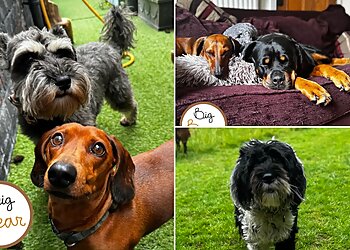 Big Bear Dog Walking