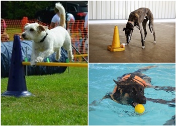 Billericay Dog Training Centre