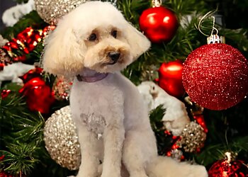 Birkhouse Dog Grooming