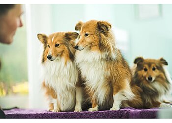 Biscot Mill Vet Centre