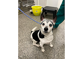 Bishopbriggs & Chryston Vets Bishopbriggs & Chryston Vets