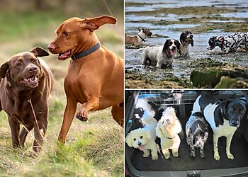 Bishopton dog walking services