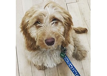 BlackRock Dog Training