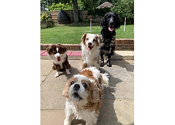 Black and White Dog Training