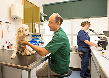 Blackheath Veterinary Surgery Blackheath Veterinary Surgery
