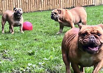 Blairadam Premier Boarding Kennels and Cattery