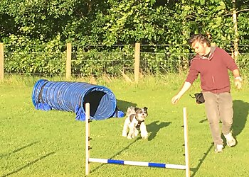 Blue Dog Canine Services