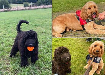 Blue Ridge Canine Academy Limited