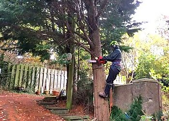 Boardway Tree & Ground Care