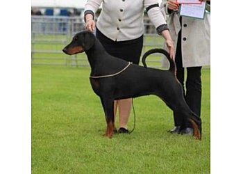 Bosker Dog Training Ltd.