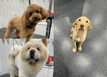 Bow-Wow Boutique and Spa