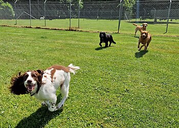 Brandesburton Cattery & Kennels