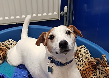 Brandesburton Cattery & Kennels