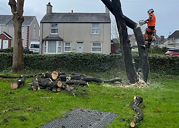 BreArb Tree Services