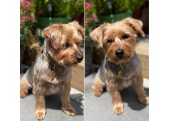 3 Best Pet Grooming in Brentwood, UK - Expert Recommendations