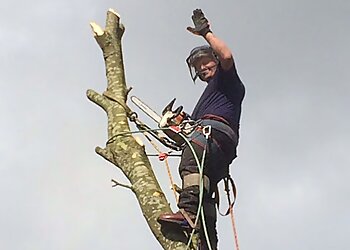 Brewood Tree services