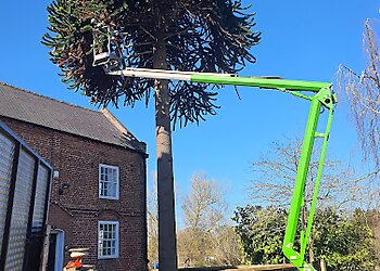 Brewood Tree services