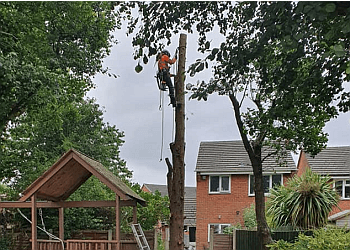 Brewood Tree services