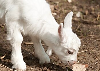Bridlington Animal Park
