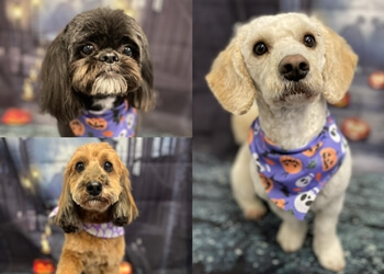 Brightmoor Luxury Dog Grooming