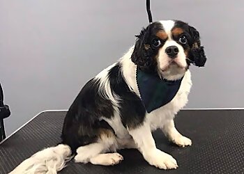 Brightmoor Luxury Dog Grooming