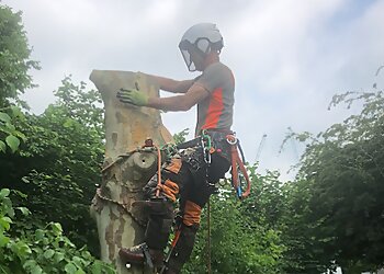 Brighton Tree Specialists