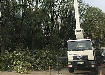 Brighton Tree Specialists