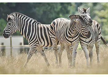 Bristol Zoo Project Bristol Zoo Project