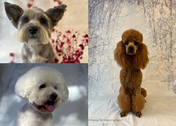 Brittanya for Mucky Pups