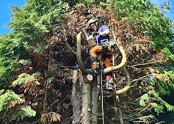 Broadleaf Midlands Tree Care