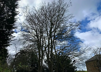 Broadleaf Midlands Tree Care