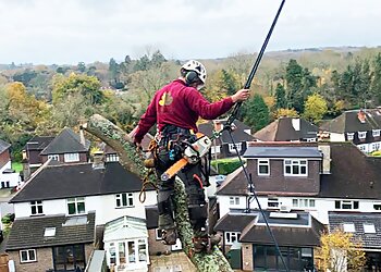 Broadleaf Tree Surgery