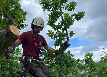 Broadleaf Tree Surgery