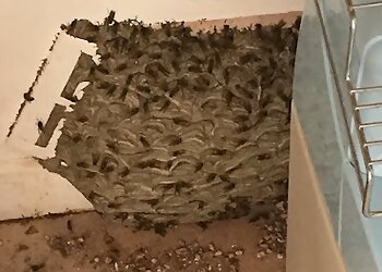 Broadsword Pest Control